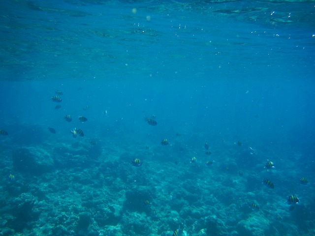 Thulhagiri Island Resort & Spa シュノーケリングツアー