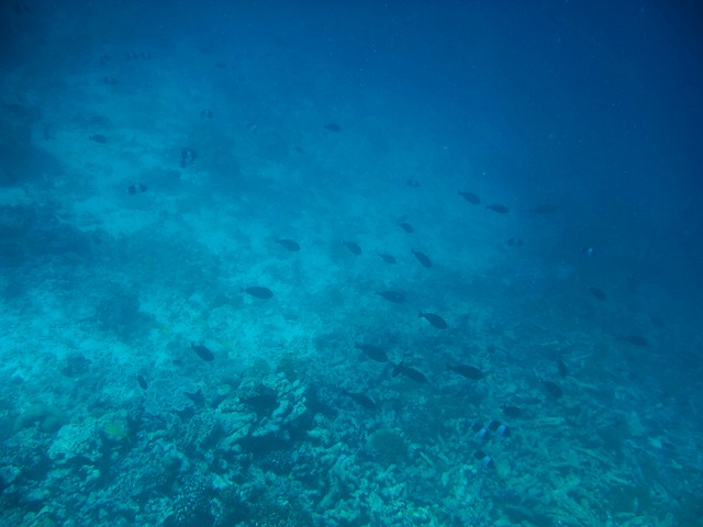 Thulhagiri Island Resort & Spa シュノーケリングツアー
