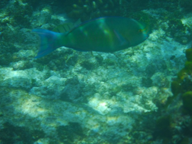 Thulhagiri Island Resort & Spa シュノーケリング