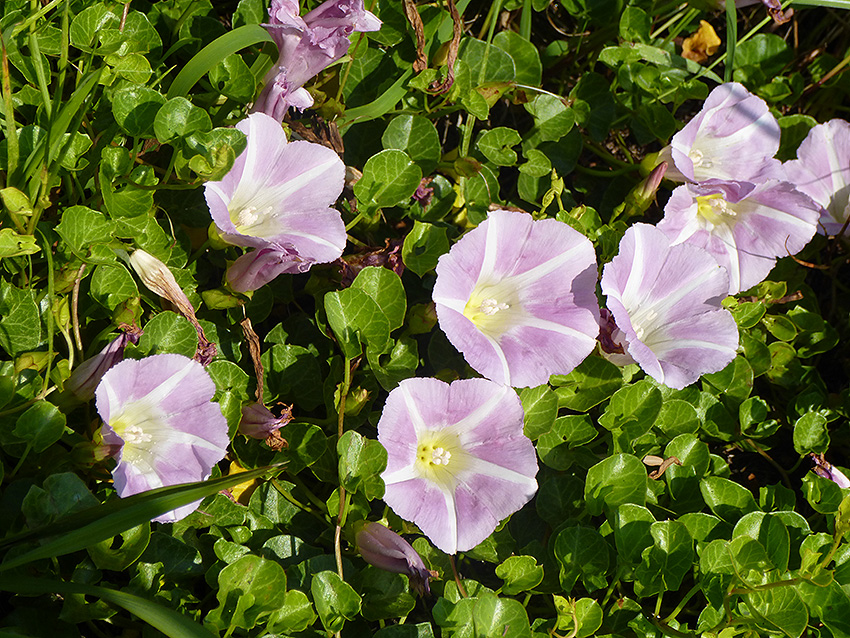f:id:donaneight:20190511100220j:plain