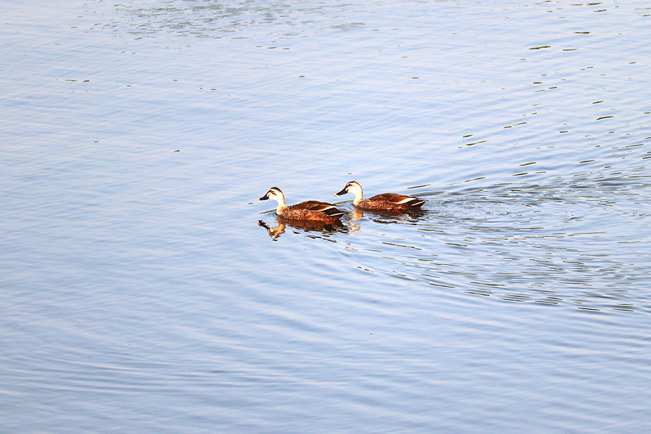 f:id:donaneight:20190526101452j:plain