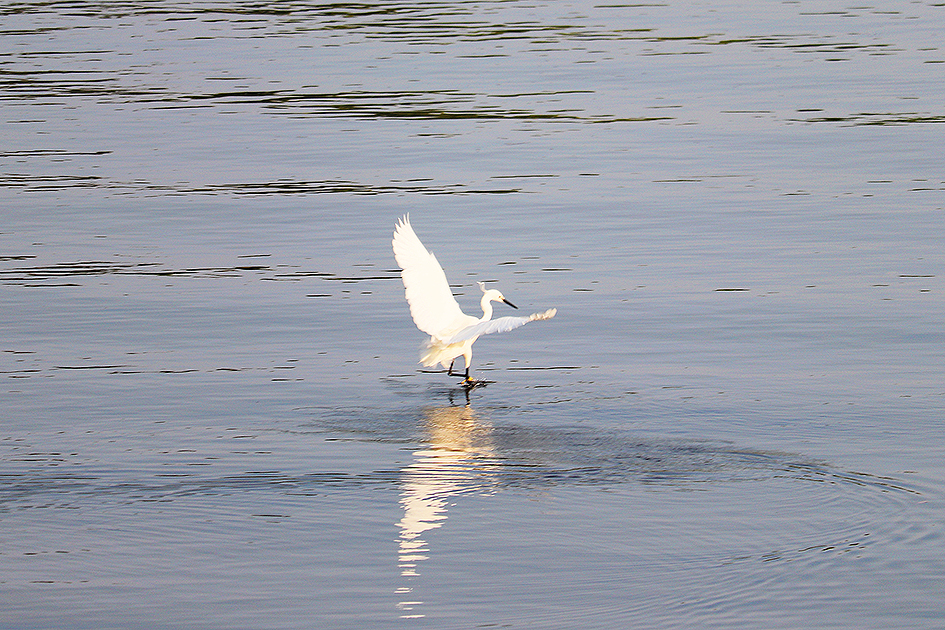 f:id:donaneight:20190526101538j:plain