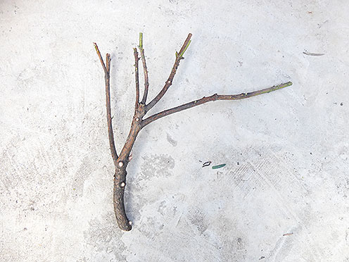 f:id:donaneight:20190615111952j:plain