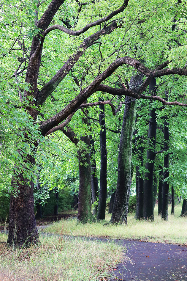 f:id:donaneight:20190616093622j:plain