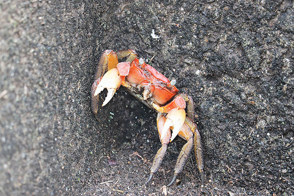 f:id:donaneight:20190616093639j:plain