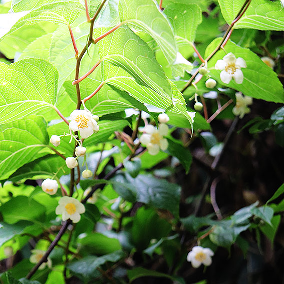 f:id:donaneight:20190616094923j:plain