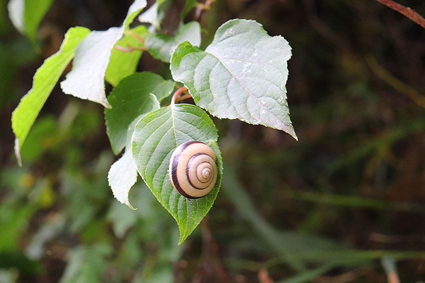 f:id:donaneight:20190616094924j:plain