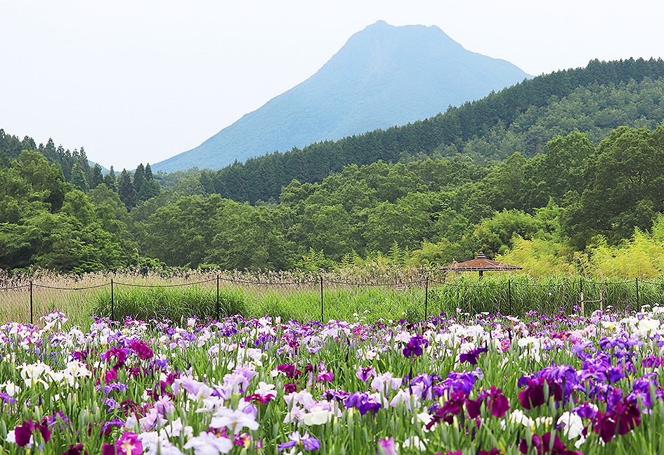 f:id:donaneight:20190619095132j:plain
