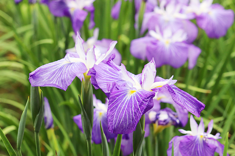f:id:donaneight:20190619095138j:plain