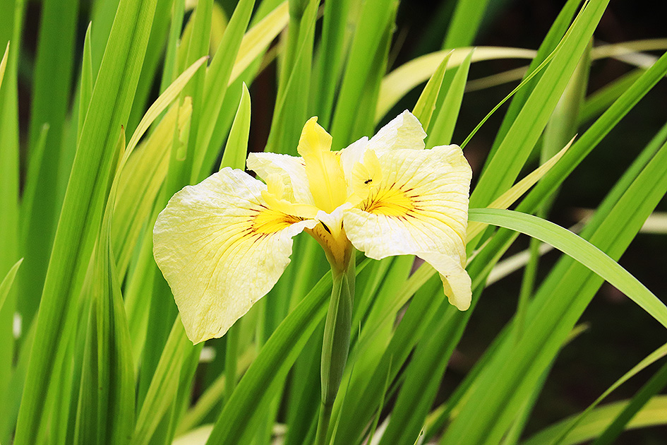 f:id:donaneight:20190619095158j:plain