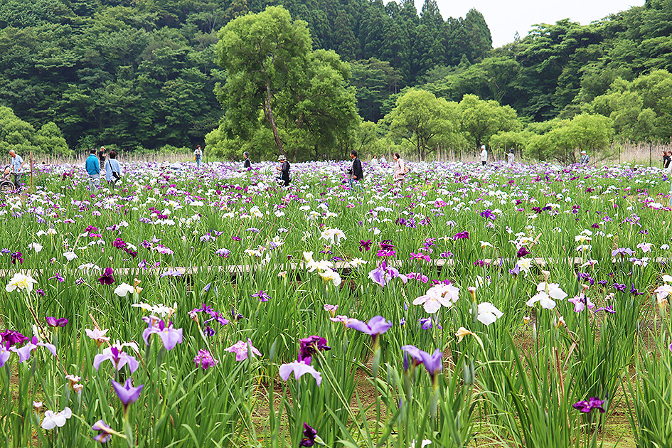 f:id:donaneight:20190619095202j:plain