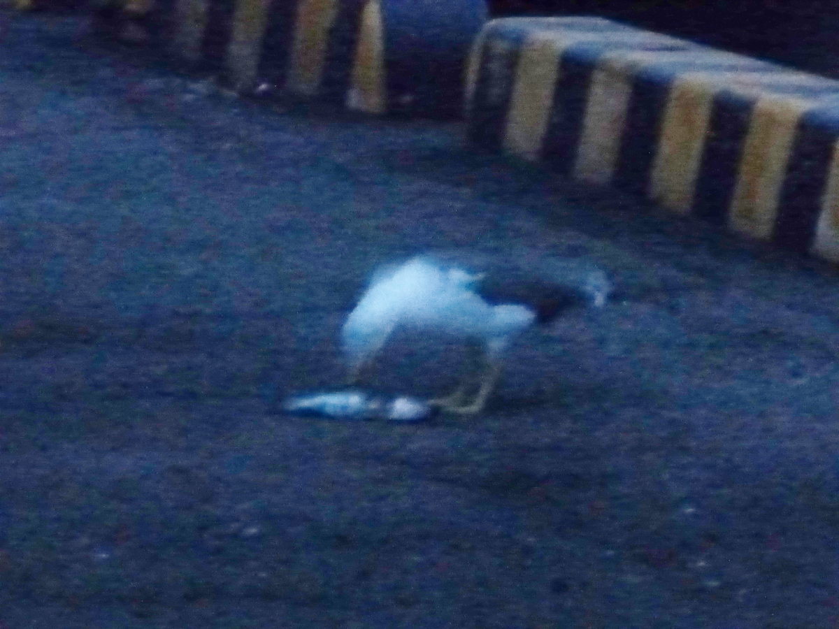 f:id:donaneight:20190621091059j:plain f:id:donaneight:20190621091059j:plain