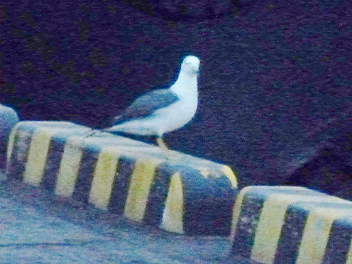 f:id:donaneight:20190621092152j:plain f:id:donaneight:20190621092152j:plain