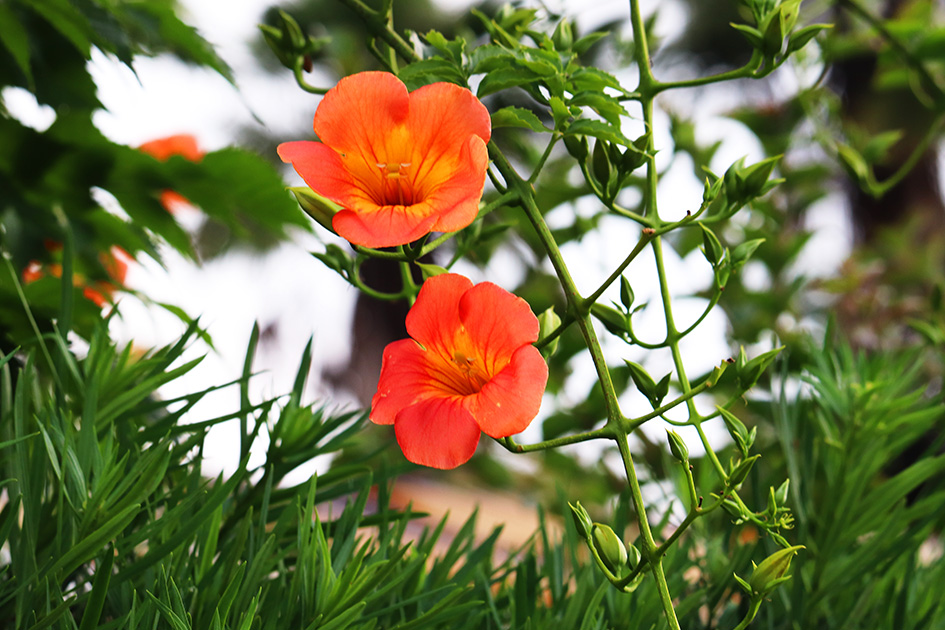 f:id:donaneight:20190702092753j:plain f:id:donaneight:20190702092753j:plain