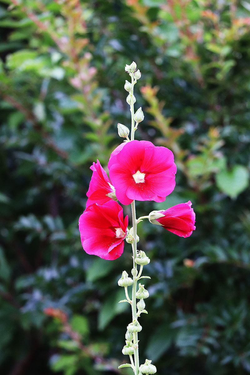 f:id:donaneight:20190702092808j:plain f:id:donaneight:20190702092808j:plain