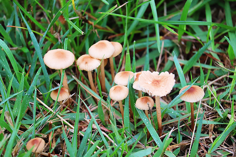 f:id:donaneight:20190704104701j:plain f:id:donaneight:20190704104701j:plain