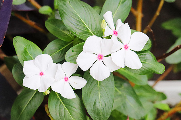 f:id:donaneight:20190705091400j:plain