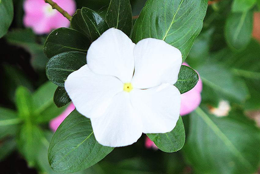 f:id:donaneight:20190705091412j:plain