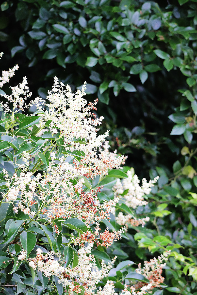 f:id:donaneight:20190705094014j:plain
