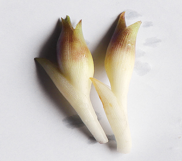 f:id:donaneight:20190708092543j:plain