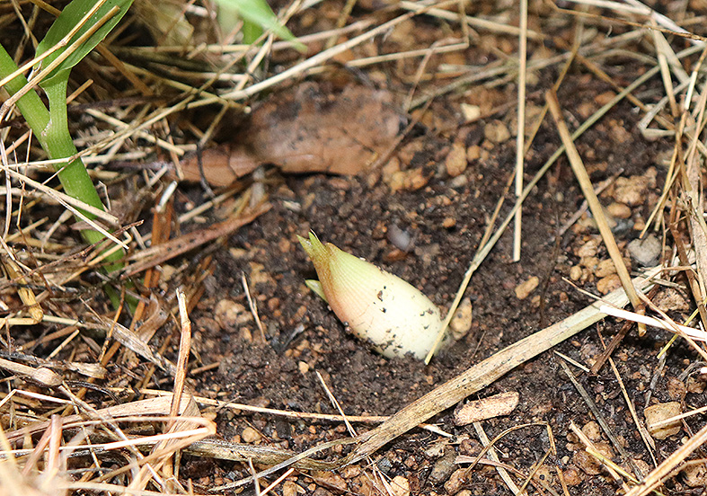 f:id:donaneight:20190708092553j:plain