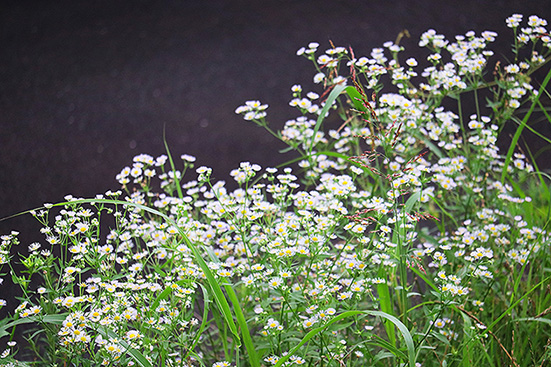 f:id:donaneight:20190709092759j:plain