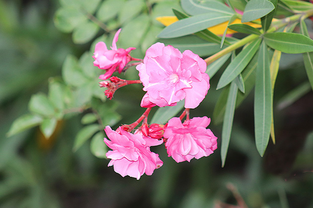 f:id:donaneight:20190711090829j:plain
