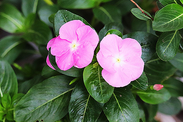 f:id:donaneight:20190711090832j:plain