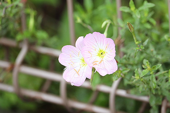 f:id:donaneight:20190720093301j:plain