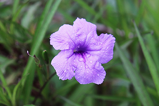 f:id:donaneight:20190720093517j:plain