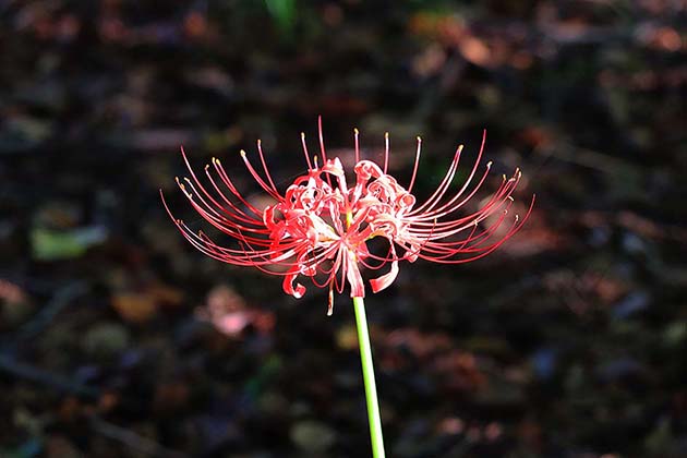 f:id:donaneight:20190914091034j:plain