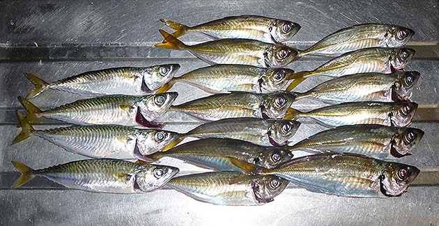 f:id:donaneight:20190930100643j:plain