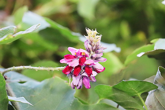 f:id:donaneight:20191001100702j:plain f:id:donaneight:20191001100702j:plain