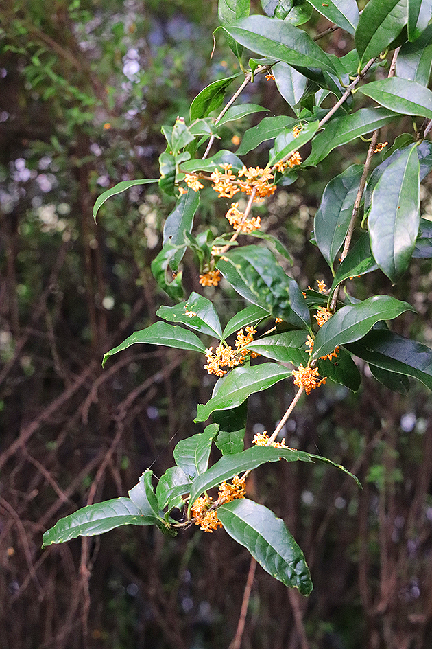 f:id:donaneight:20191001100709j:plain f:id:donaneight:20191001100709j:plain