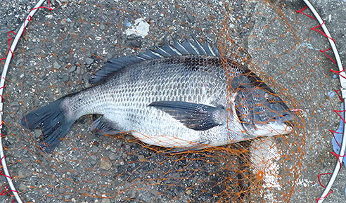 f:id:donaneight:20200330102325j:plain