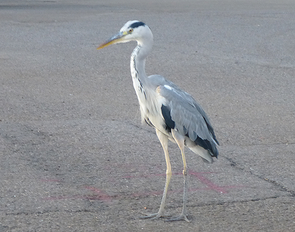 f:id:donaneight:20200915083439j:plain f:id:donaneight:20200915083439j:plain