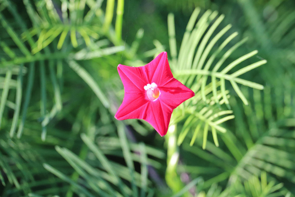 f:id:donaneight:20201005095201j:plain