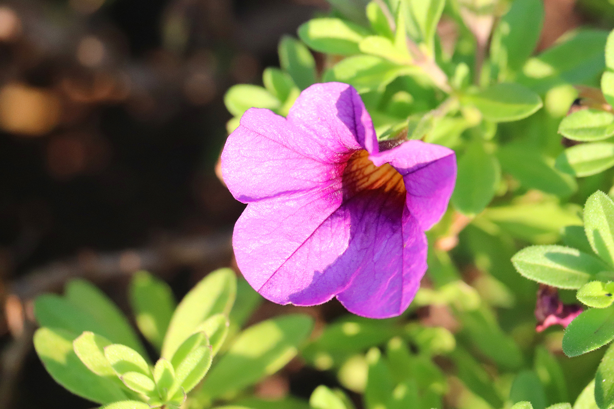 f:id:donaneight:20201023104949j:plain f:id:donaneight:20201023104949j:plain