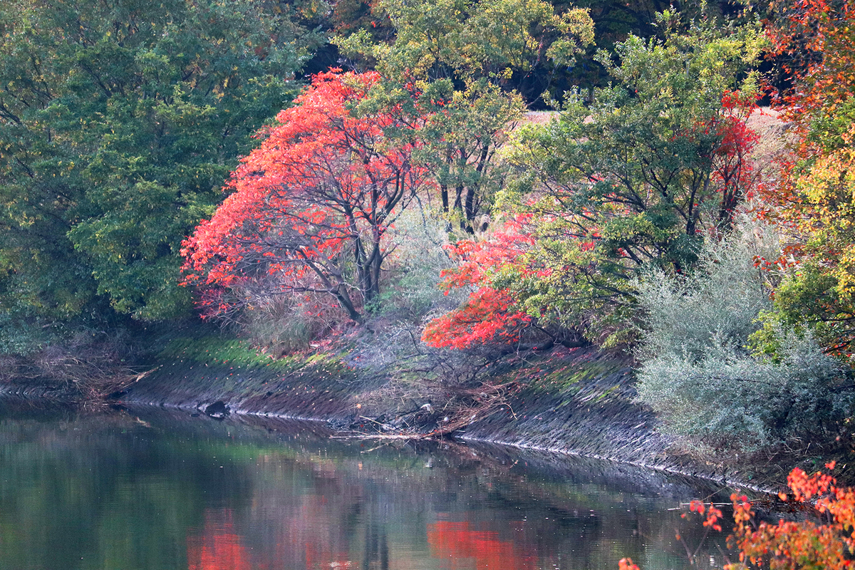 f:id:donaneight:20201129084437j:plain