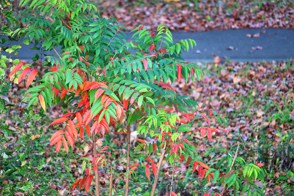 f:id:donaneight:20201129084514j:plain