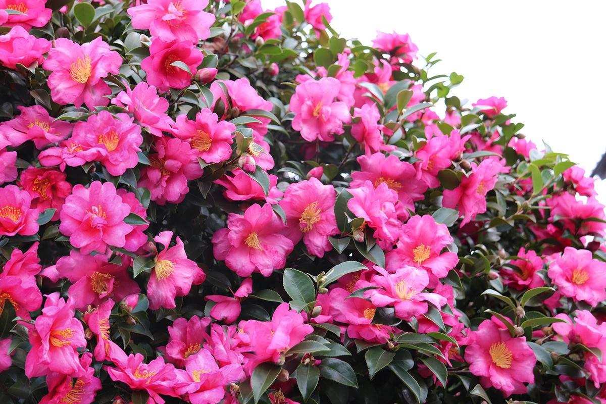 f:id:donaneight:20201130092859j:plain