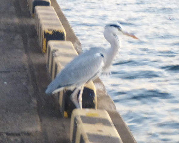 f:id:donaneight:20201202092743j:plain