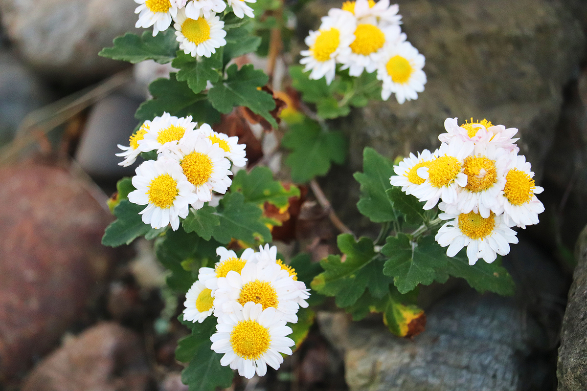 f:id:donaneight:20201220101634j:plain