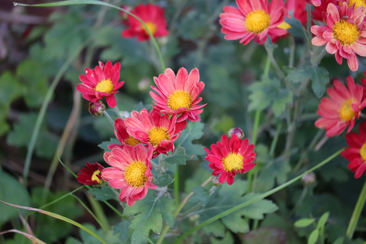 f:id:donaneight:20210110100132j:plain