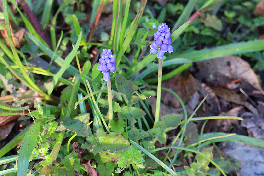 f:id:donaneight:20210312131807j:plain