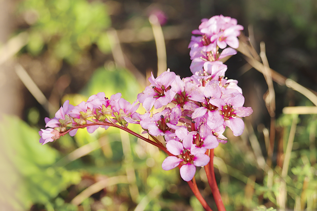 f:id:donaneight:20210312131836j:plain