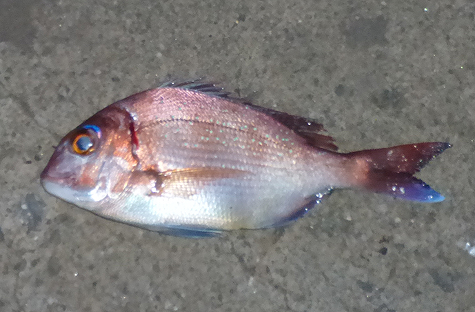 f:id:donaneight:20210401105552j:plain