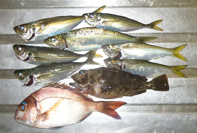 f:id:donaneight:20210401105918j:plain