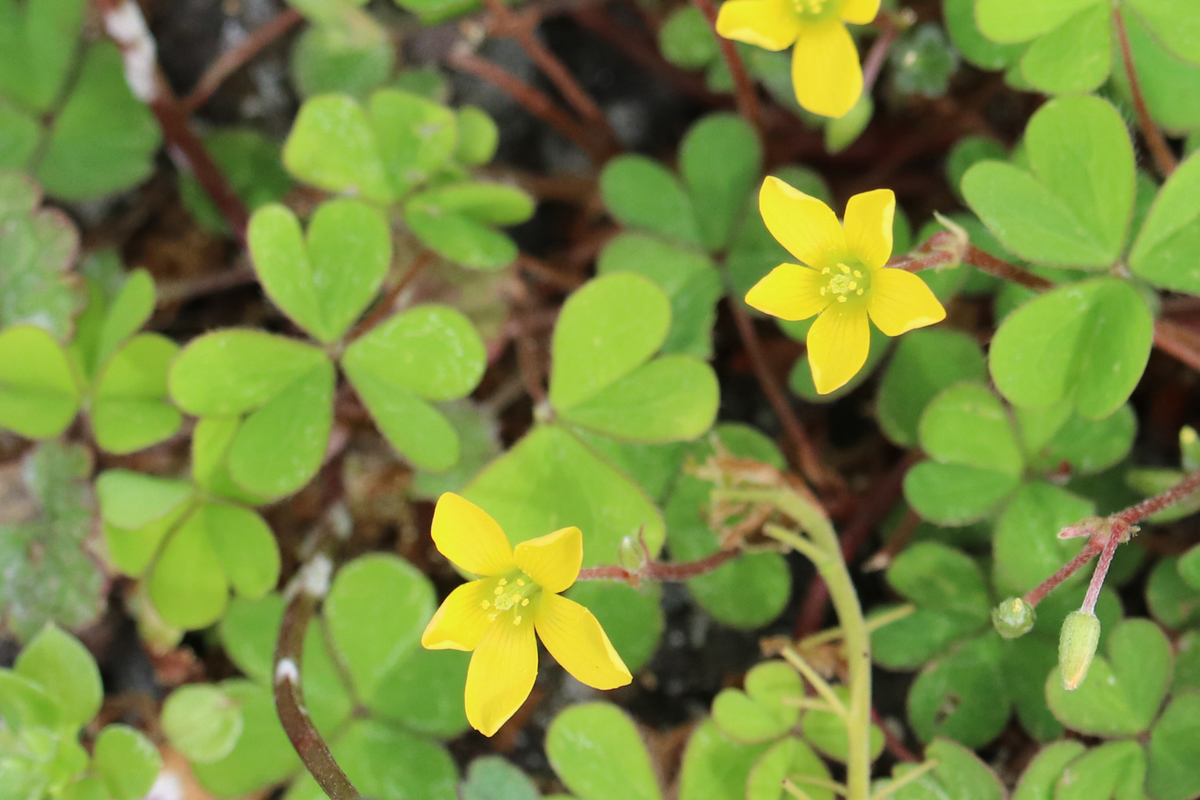 f:id:donaneight:20210407092436j:plain