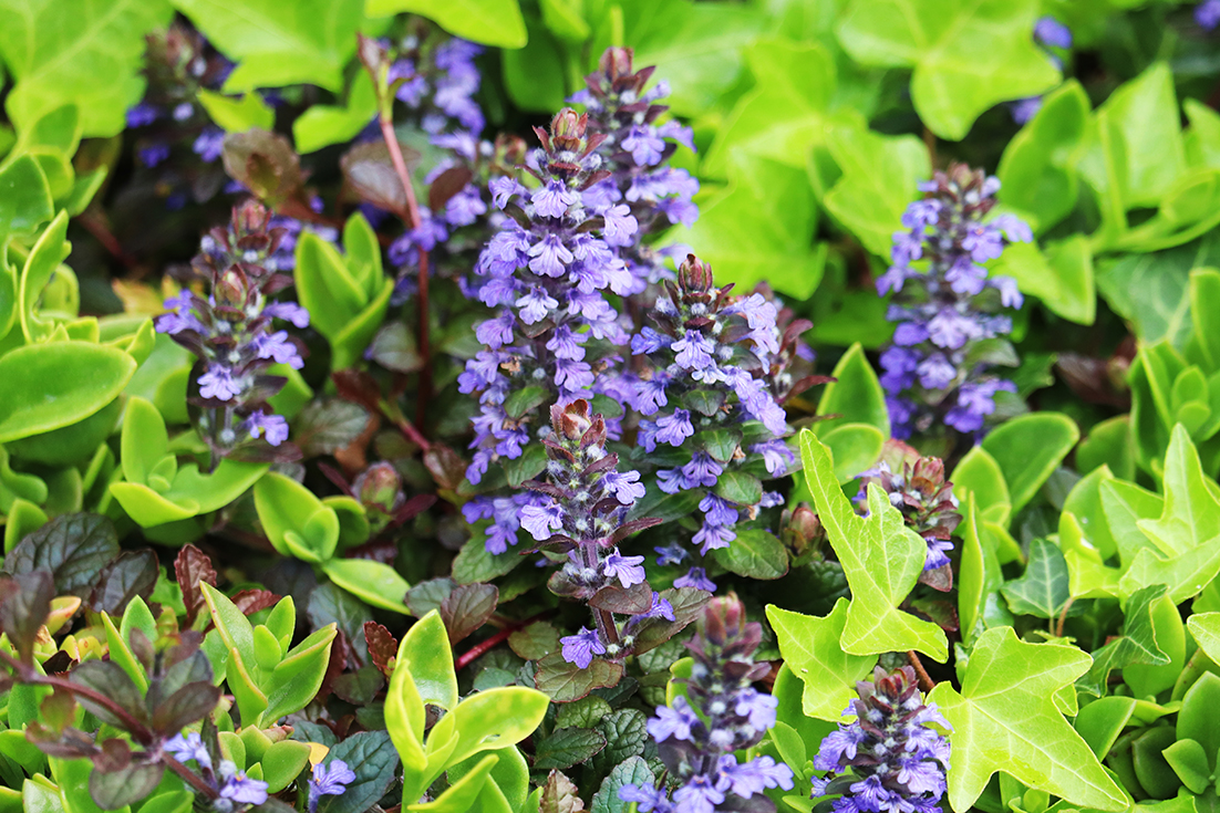 f:id:donaneight:20210413104059j:plain